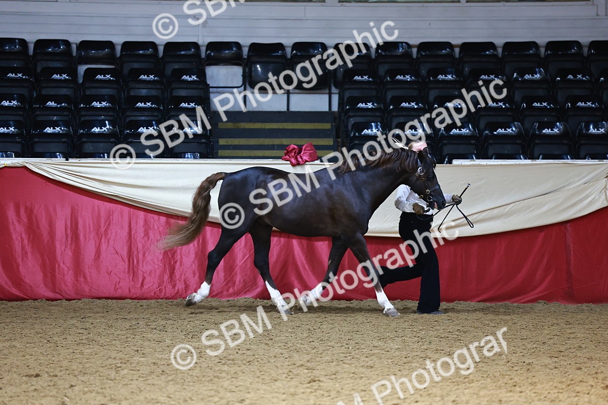 SBM_23096 - Class 903 - Supreme Final - IH Pre Vet