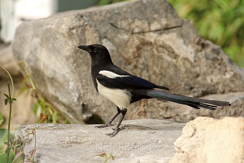 Black-rumped Magpie, Beijing, China - Black-rumped Magpie
