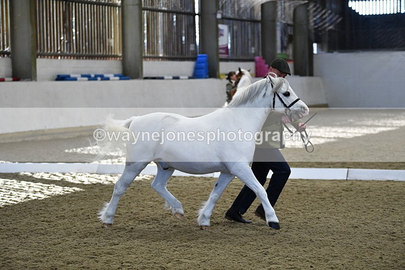 WJ5_3652 - Class 5 In Hand Veterans