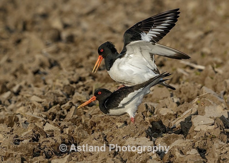 Astland Photography, Bird and Wildlife Images, Susan and Peter Wilson, U.K.