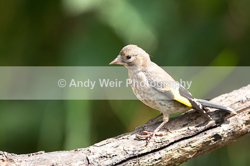 20130714-_MG_4607 - Goldfinch