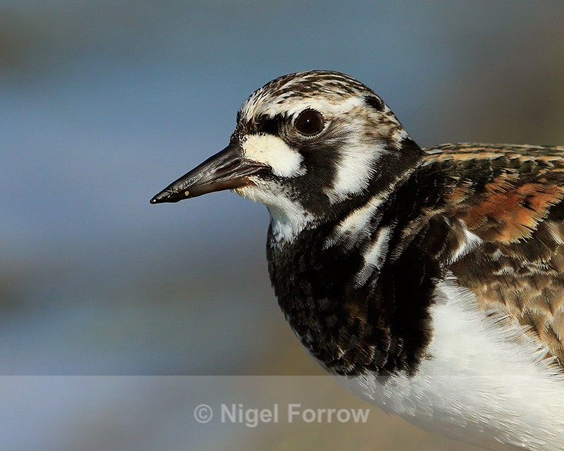 Turnstone close-up at Farmoor - Turnstone