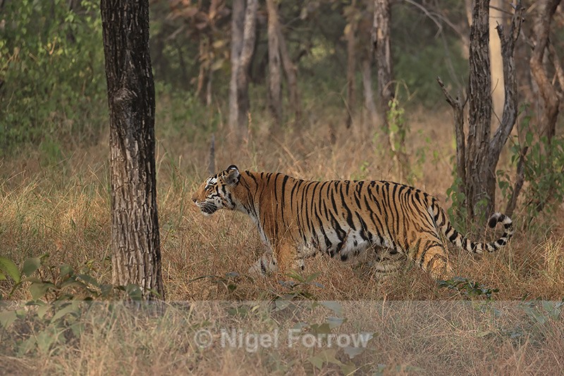 Tigress moving in amongst trees, Panna Reserve, Madhya Pradesh, India - Tiger