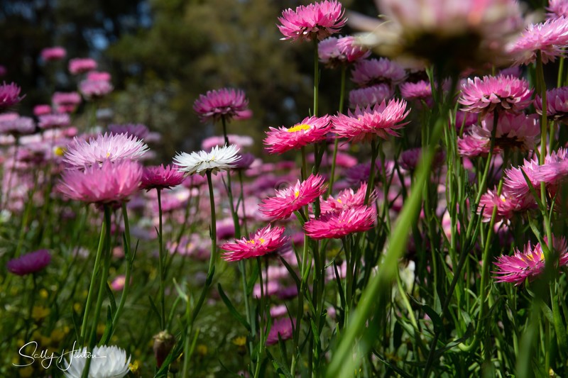 Pink Paper Daisies Growing