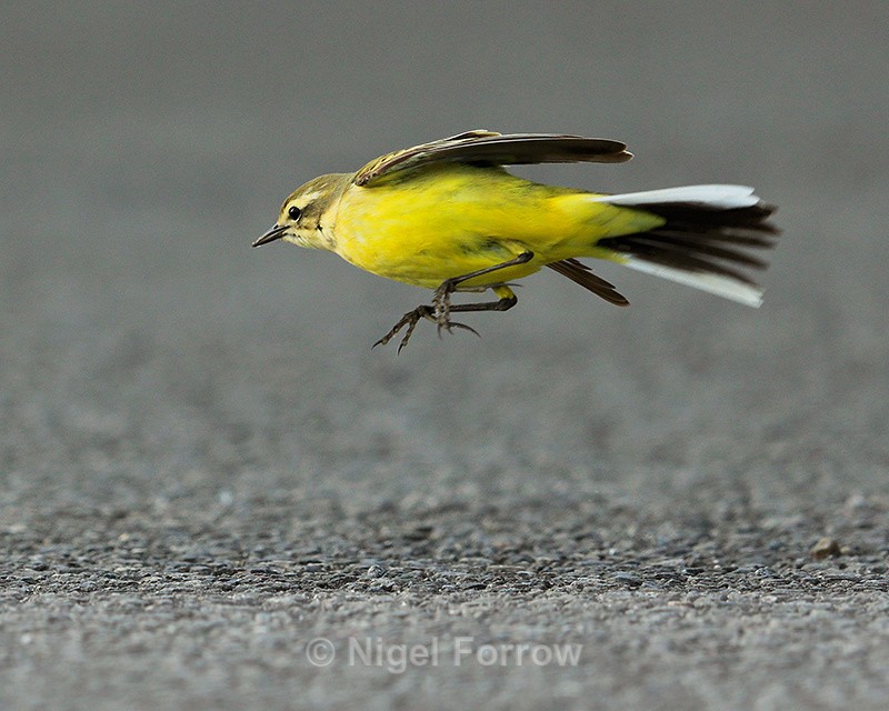 Yellow Wagtail (female) jumping to catch insects at Farmoor - Yellow Wagtail