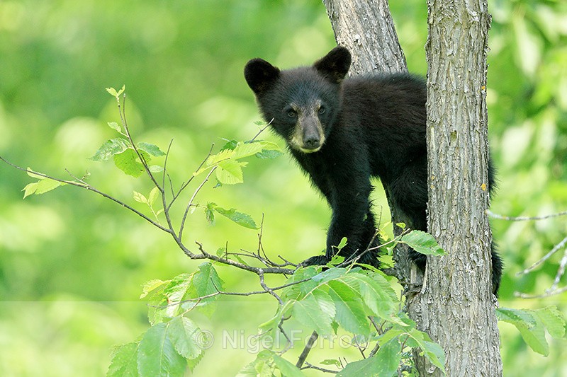 Black Bear cub looks down from tree, Minnesota, USA - American Black Bear