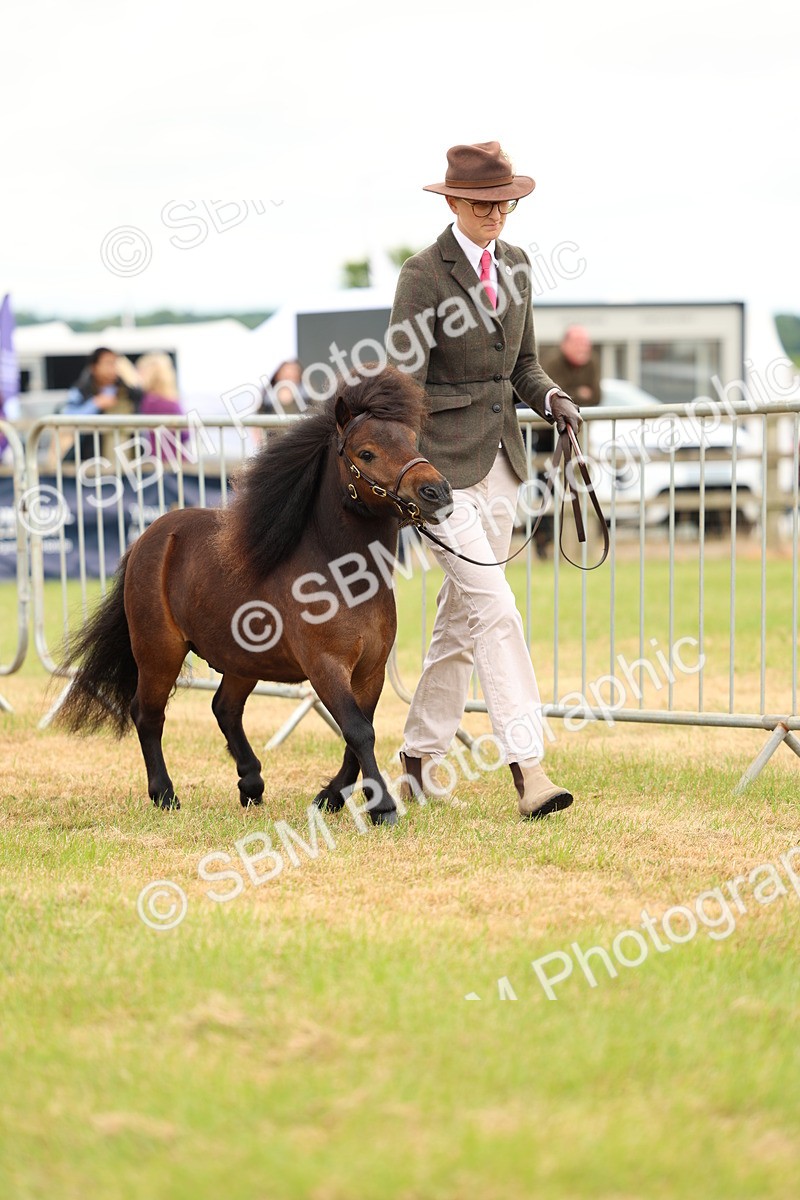 SBM_04428 - Class 64-67 - Shetland Pony In Hand