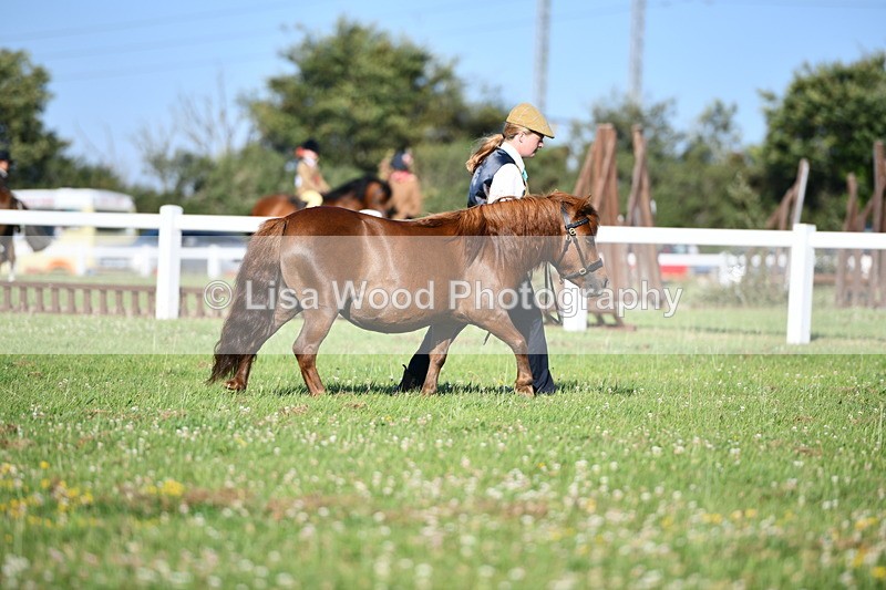 DSC_5417 - Class 49: NPS Shetland Youngstock