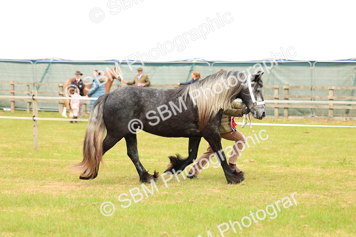 SBM_03568 - Class 58-67 - M&M Non Welsh Pony In hand