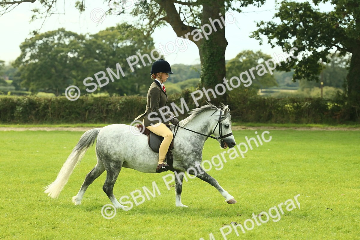 SBM_69818 - S59 - Mountain & Moorland Ridden Small Breeds
