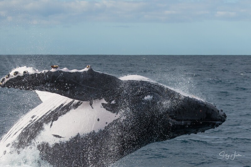 Humpback Breach close-up 2. 0A3A1198 - 2025 Whales