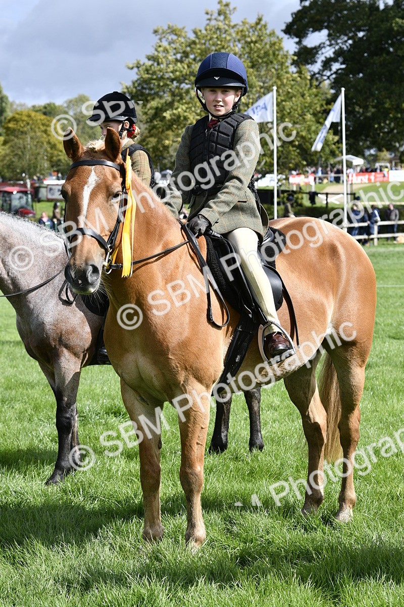 SBM_41675 - S32 - Mountain & Moorland Working Hunter Pony