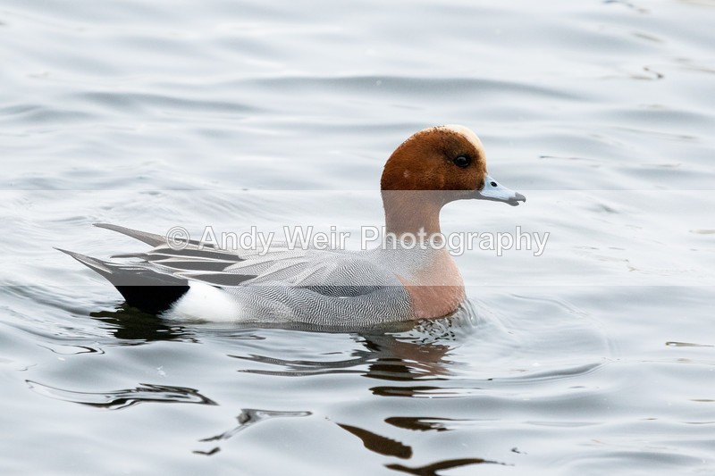 20170310-8E0A3834 - Wigeon