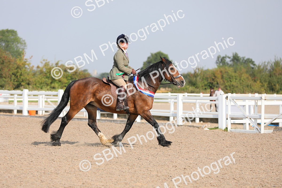 SBM_10952 - Class 304 Ridden Part Bred Horse/Pony