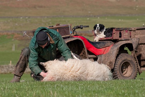 3 - The Lambing
