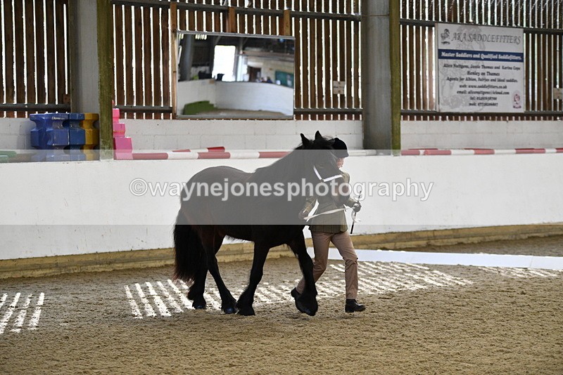 WJ5_4235 - Class 6 In hand M&M - Large Breeds