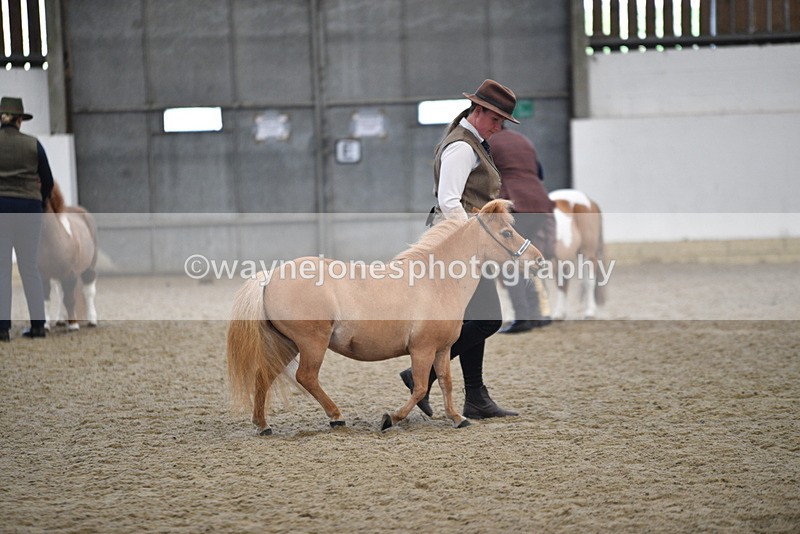 WJ5_4701 - Class 7 In hand coloured / odd coloured