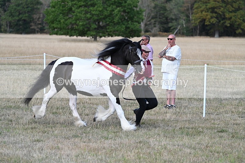 WJ7_8443 - In-hand Championship