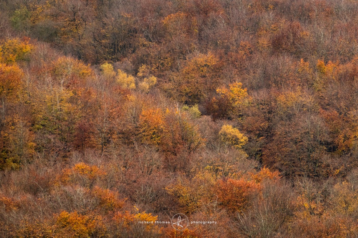 Auburn patch - Woodland