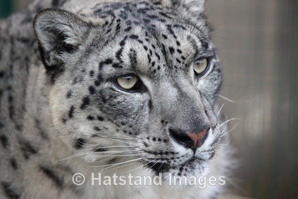 Snow leopard - nature