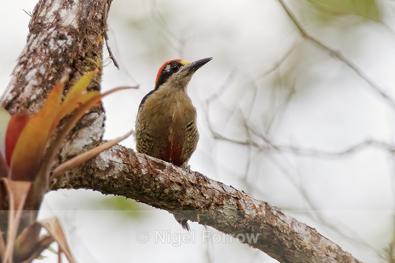 Black-cheeked Woodpecker (male), Arenal, Costa Rica - Black-cheeked Woodpecker