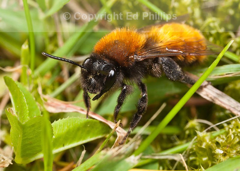 Andrena fulva (f)