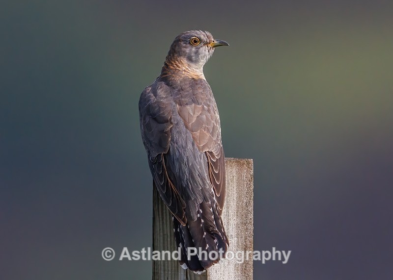 Cuckoo - Latest Images
