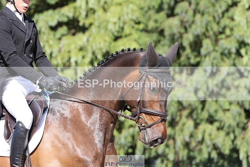 230526-170227-07893 - 174-LANCELOT_BMG-Alfie_Marshall-WEDTrotUp+DR