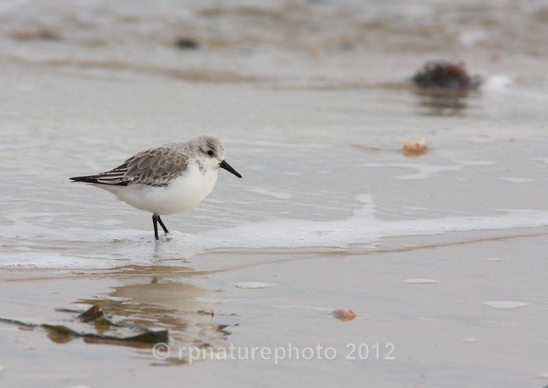 Sanderling Winter Plumage - Calidris alba RPNP0093 - Birds