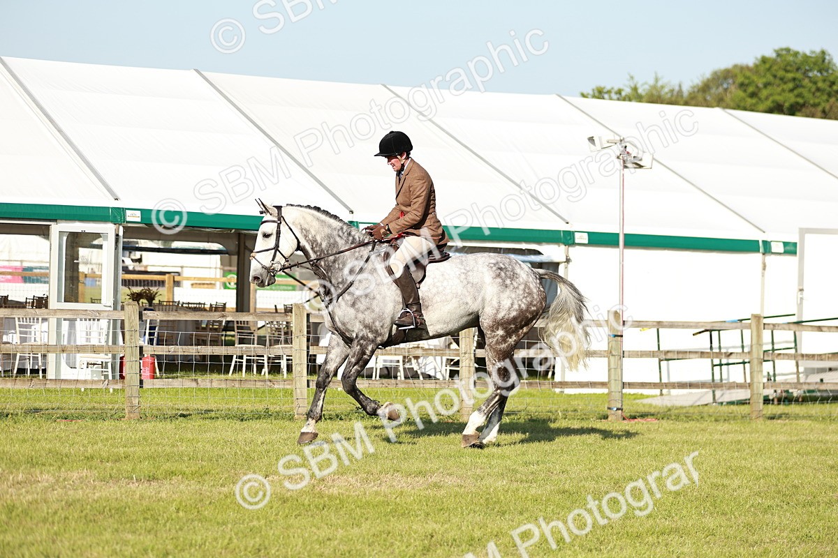 SBM_20099 - Class 115-116 - LIHS BSHA Rising Star Working Hunter & Show Horse