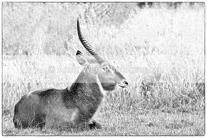 20150725-8E0A0207-3577-3586 - Captive Animals