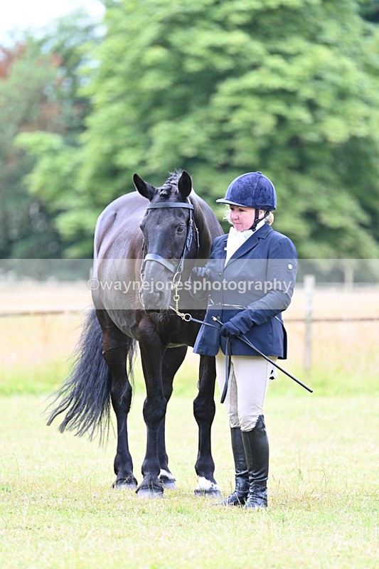 WJ7_7120 - Class 5a Most Handsome Gelding in Hand