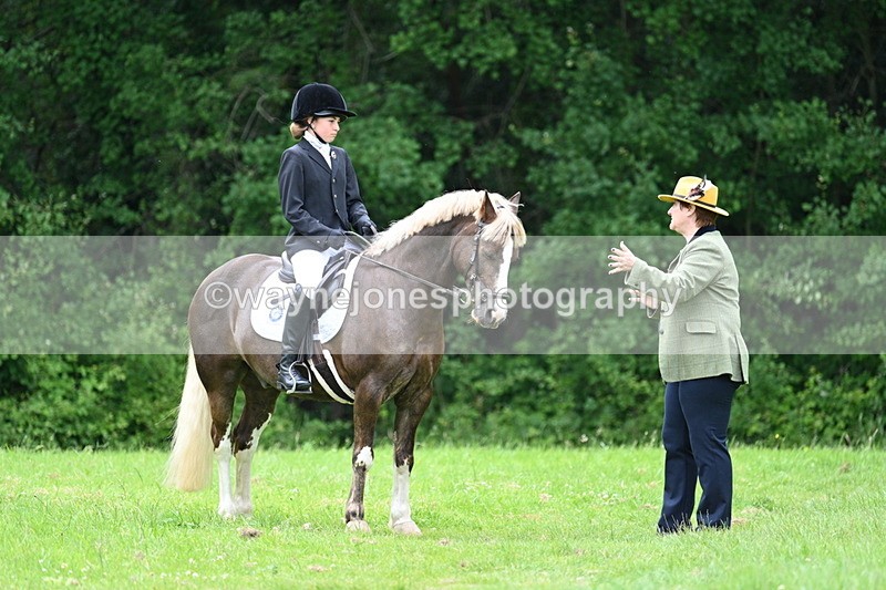 WJ7_4163 - Class 14A Handsome Gelding