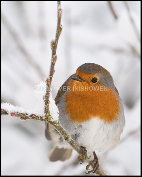Robin - Wildlife
