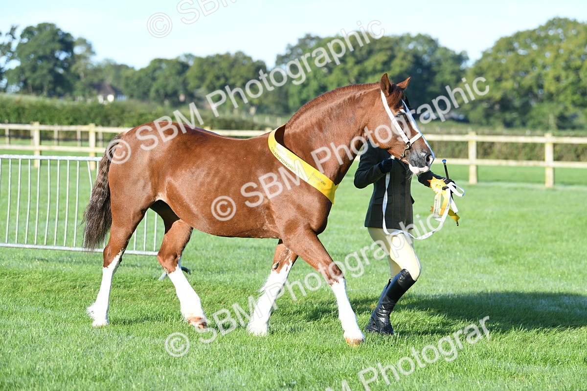 SBM_32863 - S15 - Condition & Turnout In Hand