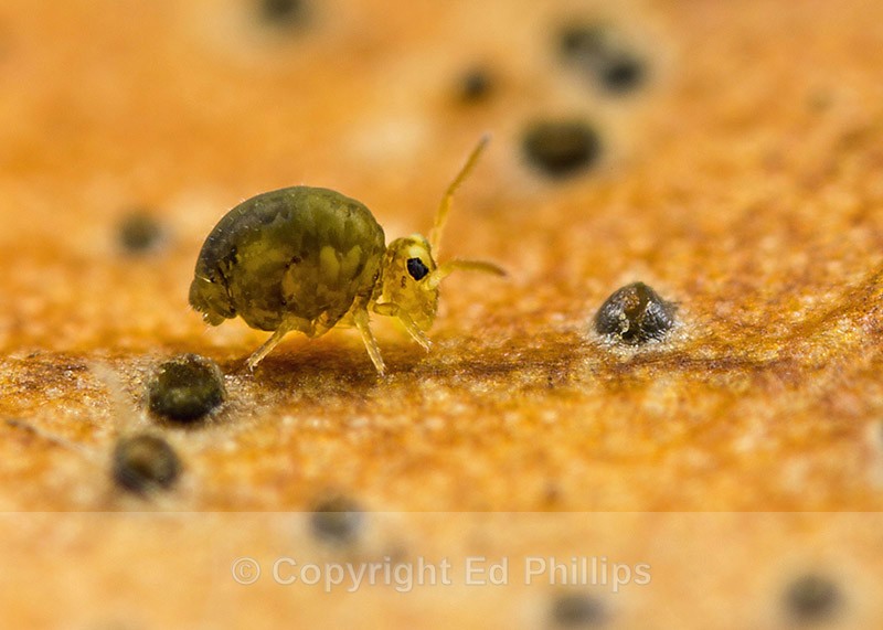 Sminthurinus igniceps - Sminthurinus igniceps