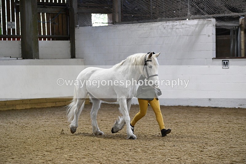 WJ5_4615 - Class 3 Part Bred In hand