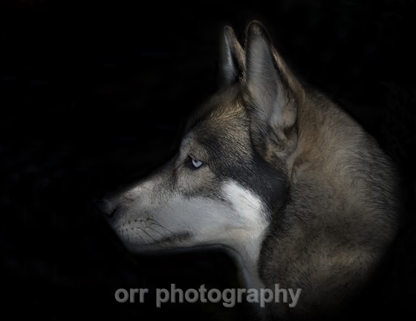 Kya - Dogs