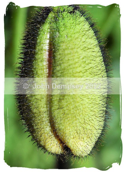 Poppy ready to open - Plants and Insects