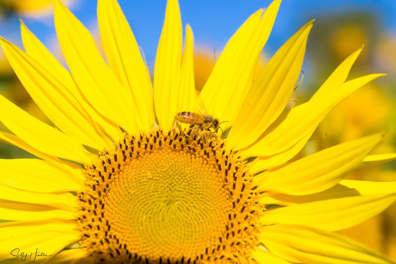 Sunflower and Bee 12
