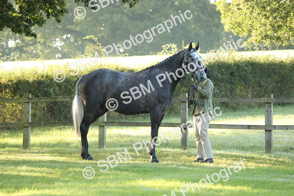 SBM_57910 - S42 - Youngstock