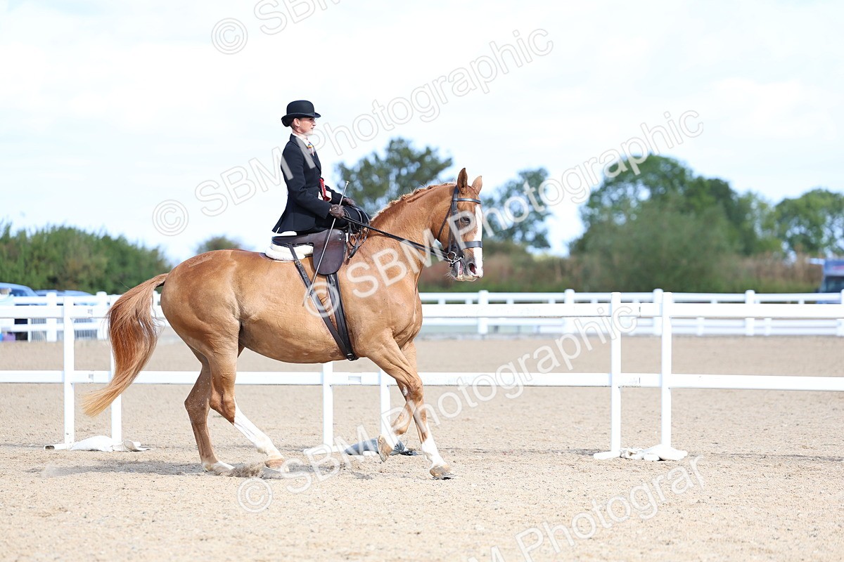 SBM_11251 - Class 306 - Ridden Foreign Breeds - Part Bred