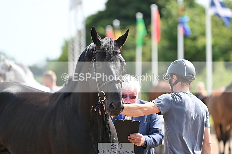 240717A-155040-03099 - Trot Up 3pm to 4pm