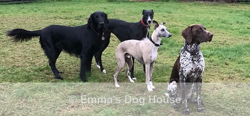  - Dogs
