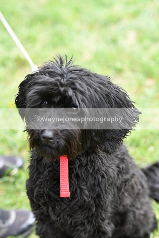 WJ5_9253 - Class 1 Best Cross Breed / Heniz 57