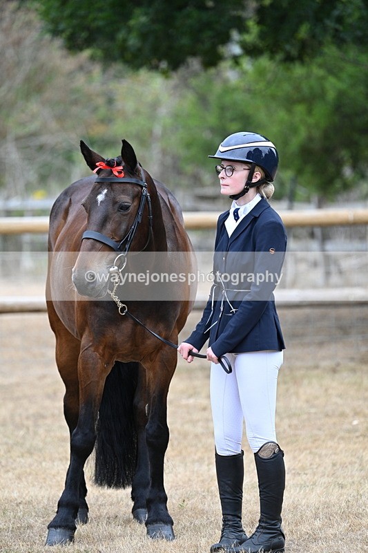 WJ7_9877 - Class 5a Most Handsome Gelding (above 14.2hh)