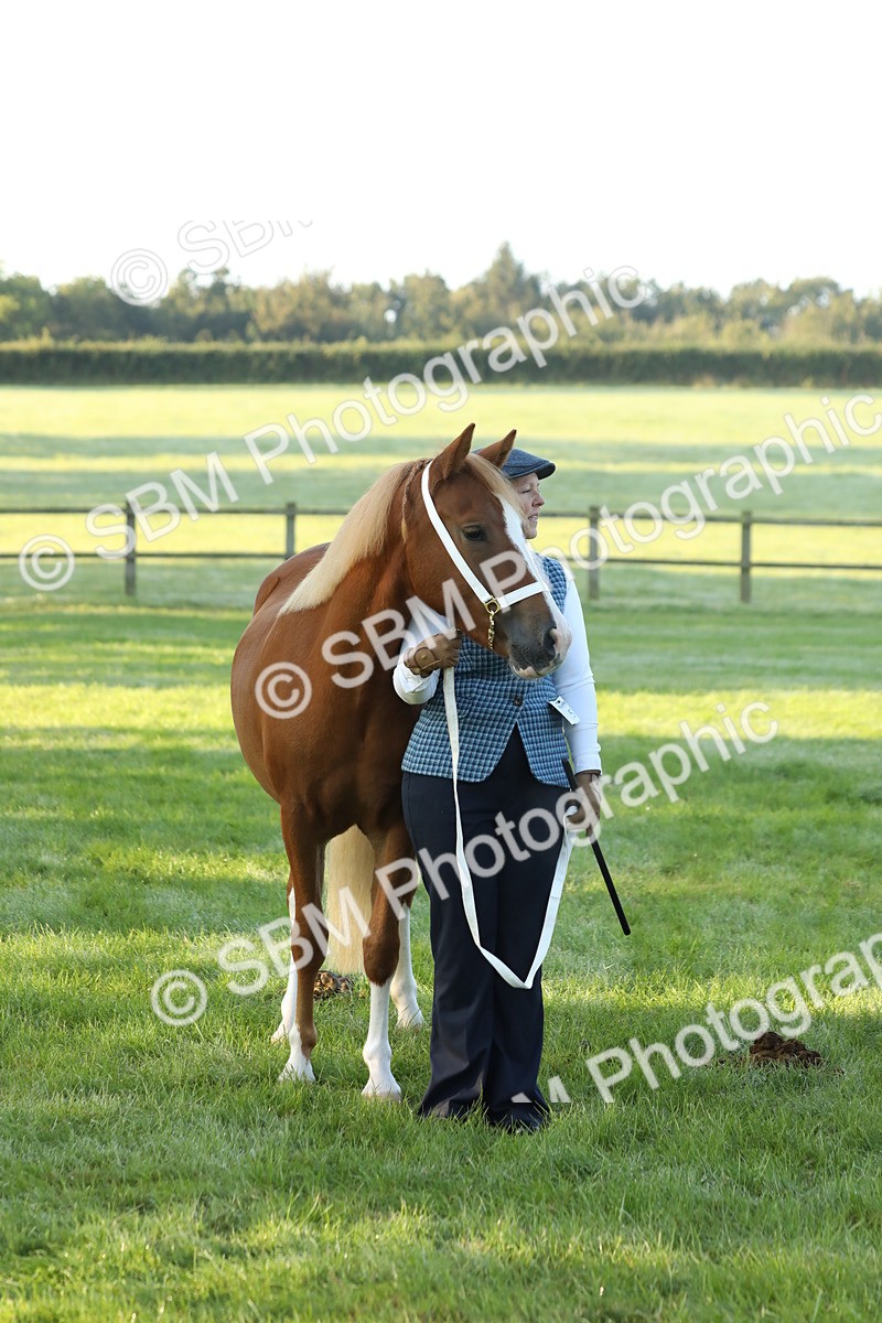 SBM_57851 - S42 - Youngstock