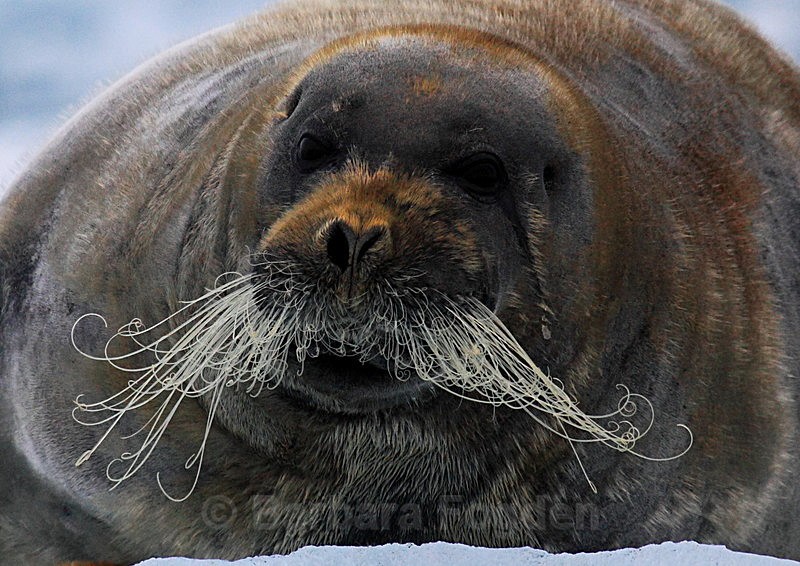 Seal - Latest Photos