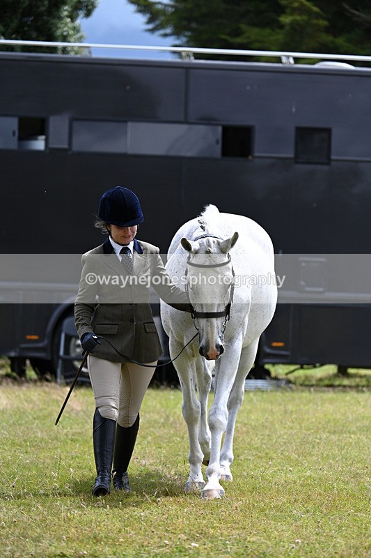 WJ7_6919 - Class 5a Most Handsome Gelding in Hand