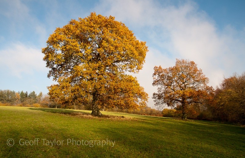 Trees at Marked Ash - Wenlock Edge